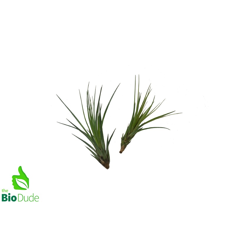 Large Tillandsia Bromeliad – Assorted 4-7