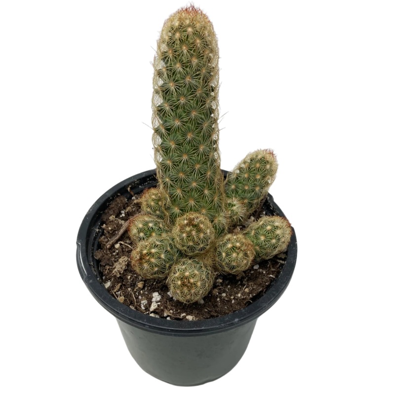 Mammillaria Elongata ‘Gold Lace Cactus’