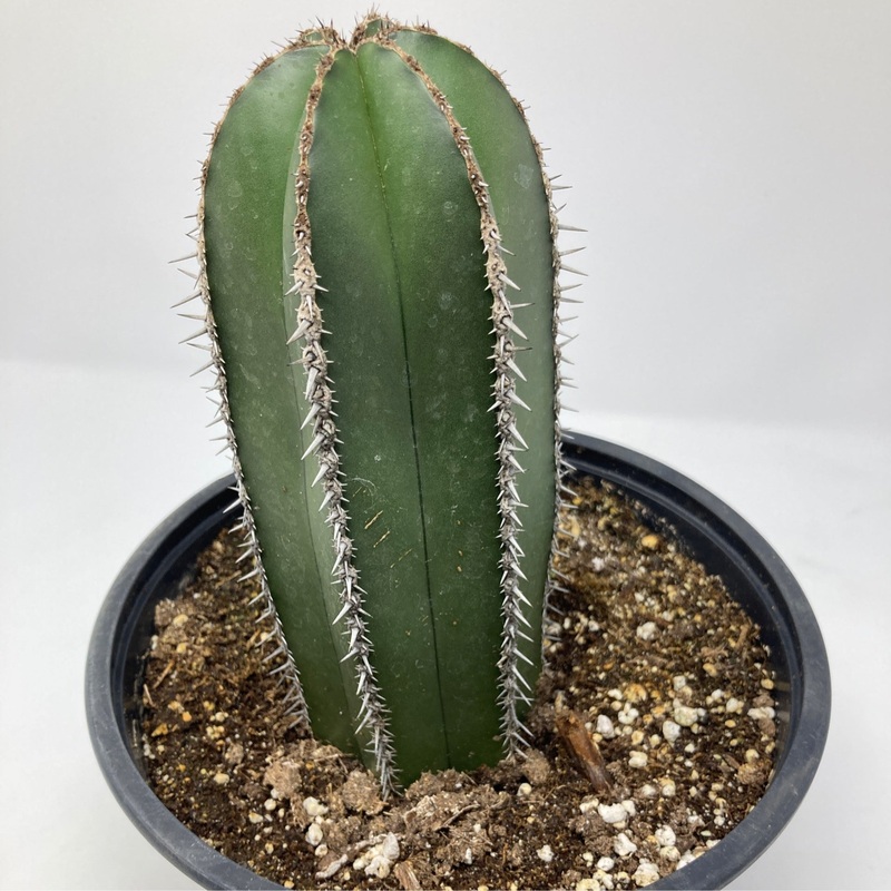 Pachycereus Marginatus ‘Mexican Fence Post Cactus’