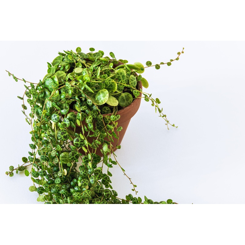 Peperomia Prostrata ‘String of Turtles’