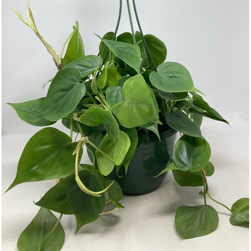 Philodendron Cordatum ‘Heart Leaf’