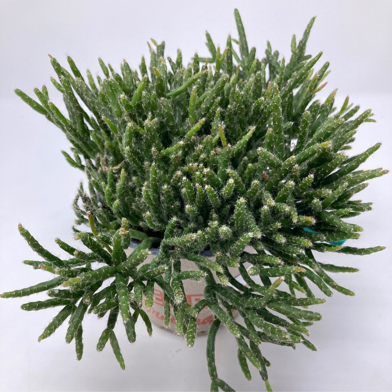 Rhipsalis ‘Mistletoe Cactus’|3″ Pot|6″ Hanging Basket