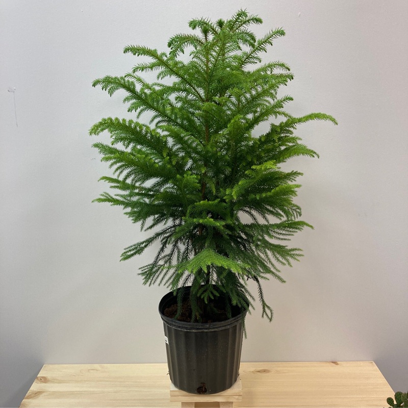 Araucaria Heterophylla ‘Norfolk Island Pine’