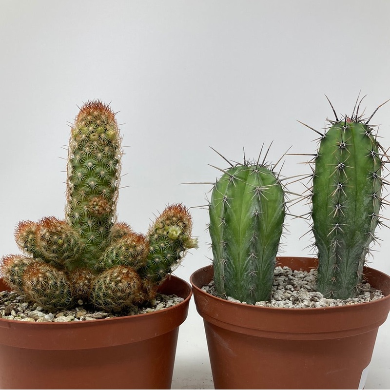 Cacti ‘Assorted Varieties’|2″ Pot|3″ Pot|6″ Pot|4″ Pot|5″ Combo in Clay Pot