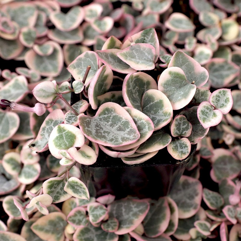 Ceropegia ‘String of Hearts Variegated’