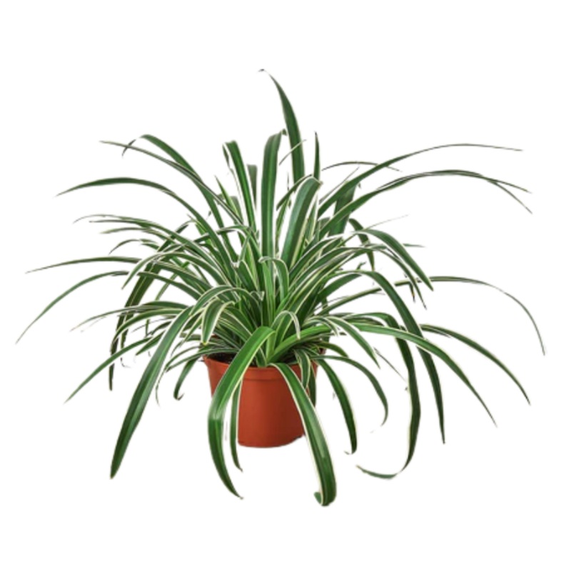 Chlorophytum Comosum Reverse Spider Plant