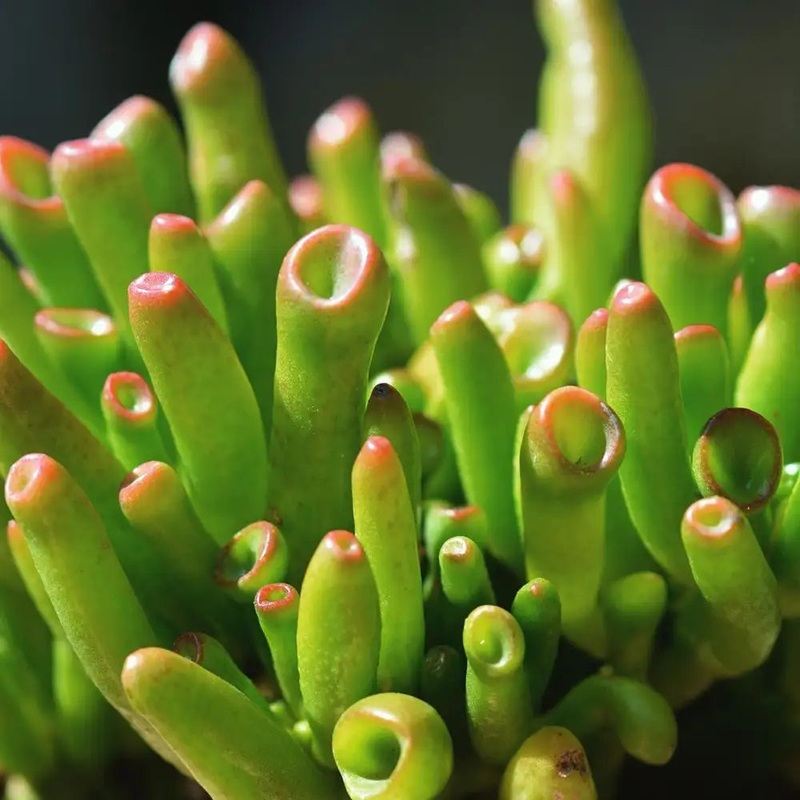 Crassula Ovata Gollum Jade|4″ Pot|6″ Pot