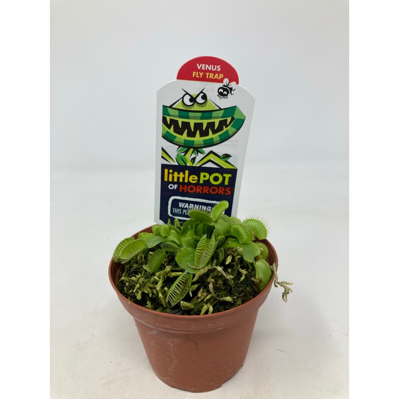 Dionaea Muscipula Venus Fly Trap