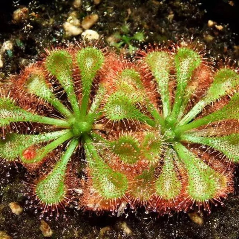 Drosera  Sundew Carnivorous Plant