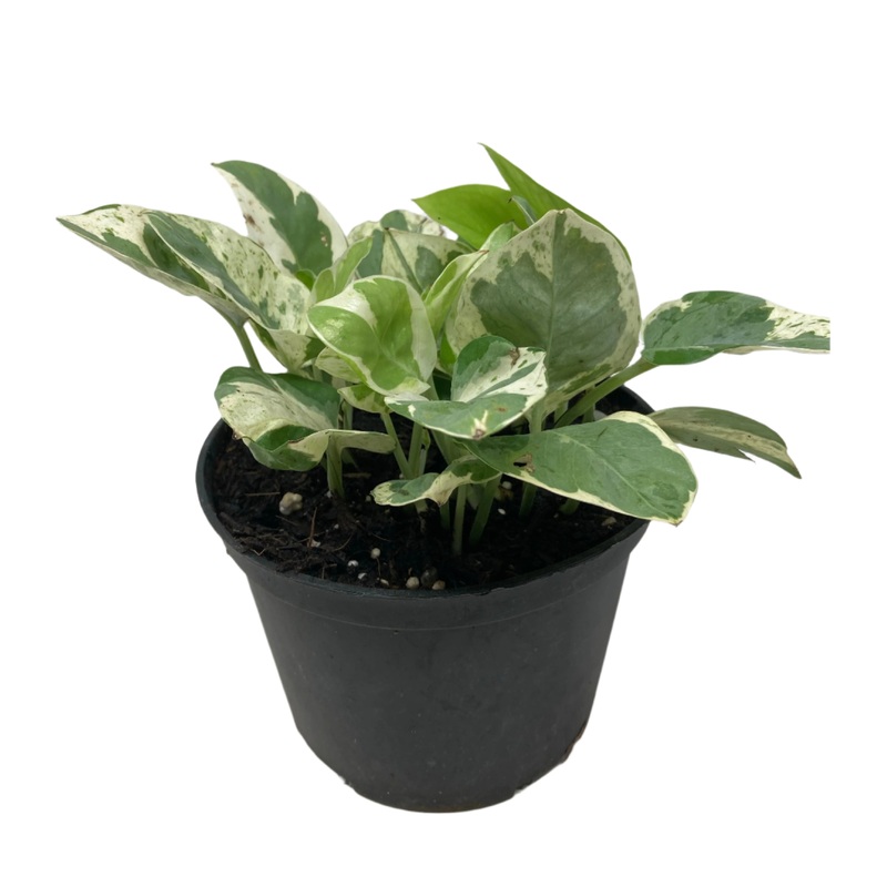 Epipremnum aureum Pothos Pearls and Jade