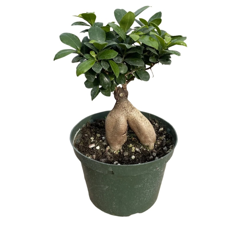 Ficus Retusa Microcarpa Ginseng
