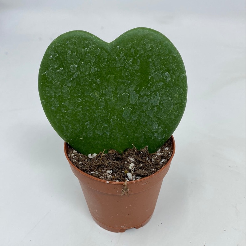 Hoya kerrii Sweetheart Hoya|2″ Pot
