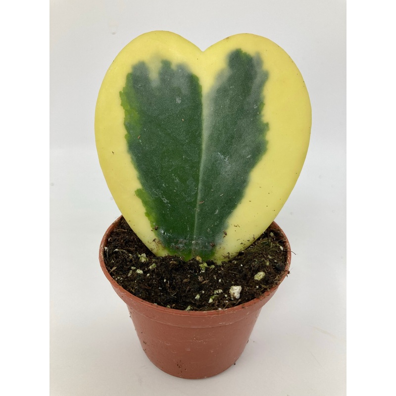 Hoya kerrii Variegated Sweetheart Hoya
