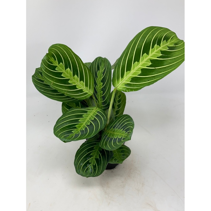 Maranta Lemon Lime ‘Prayer Plant’