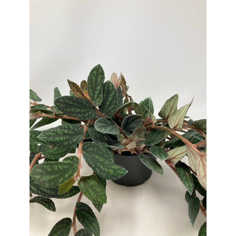 Pellionia Repens Trailing Watermelon