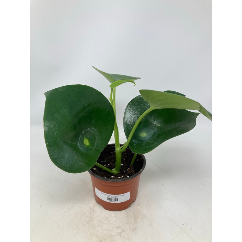 Peperomia Raindrop|4.5″ Pot|6″ Pot