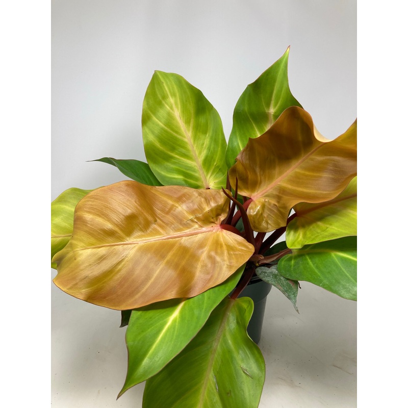 Philodendron ‘McColley’s Finale’