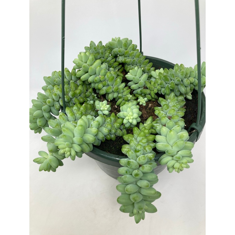 Sedum ‘Burro’s Tail’|8″ Hanging Basket|3″ Pot|6″ Hanging Basket|4.5″ Pot|2″ Pot|2.5″ Pot