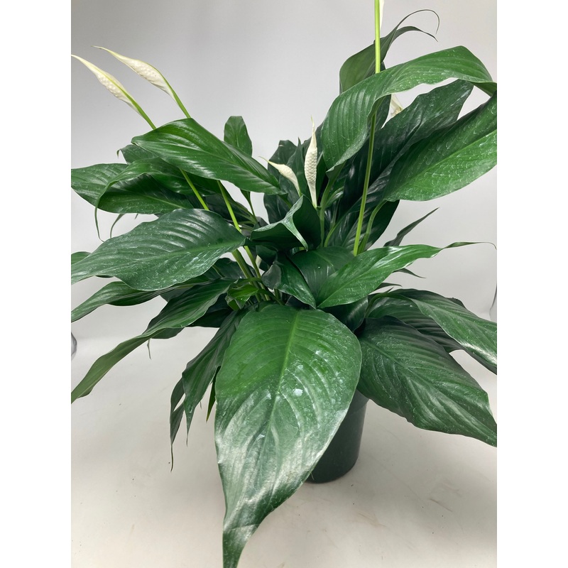 Spathiphyllum Peace Lilly|6″ Pot|10″ Pot|8″ Pot|4″ Pot|14″ Pot