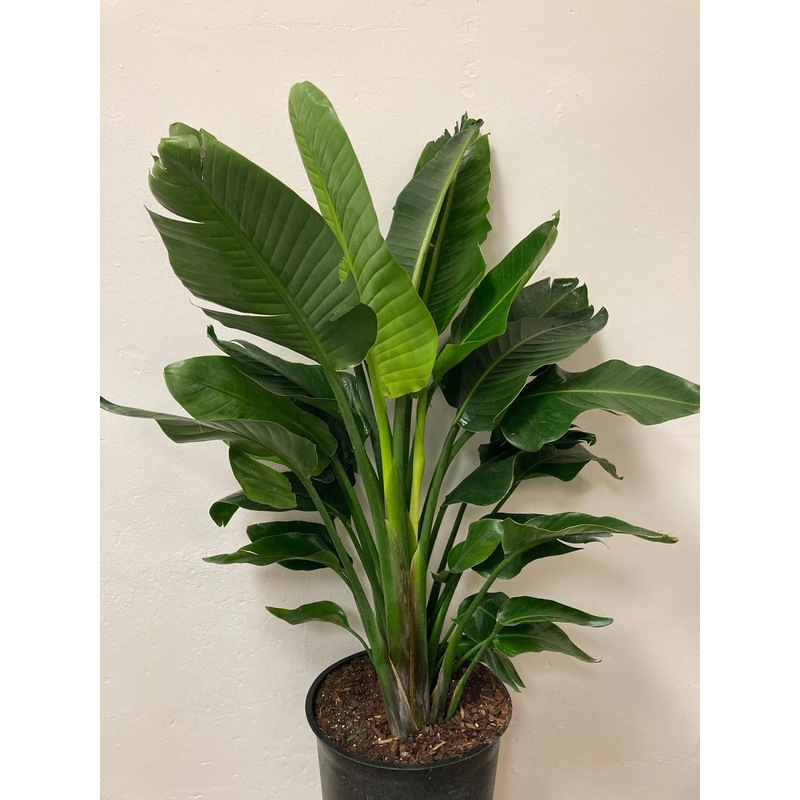 Strelitzia nicolai White Bird of Paradise