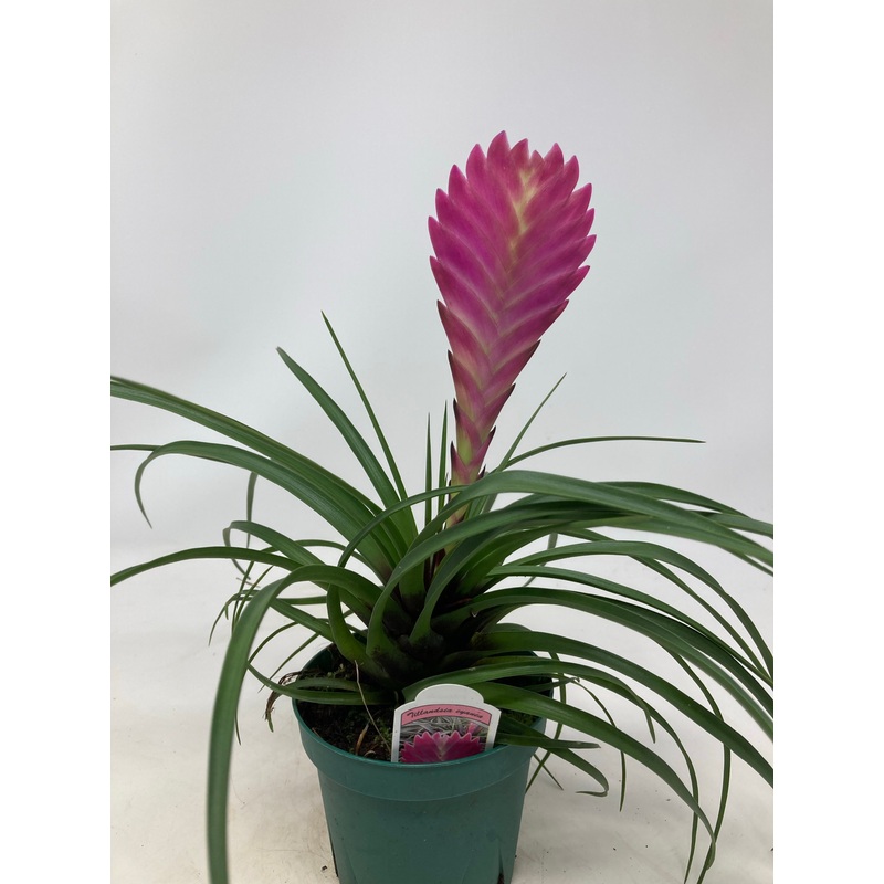 Tillandsia Cyanea ‘Pink Quill Air Plant’