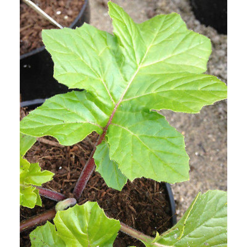 Acanthus Fielding’s Gold (Bears Breeches)