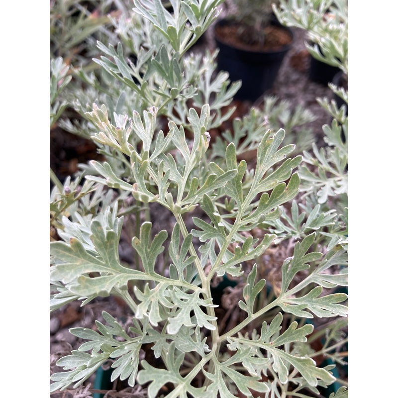 Artemisia Powis Castle|9cm|2 Litre