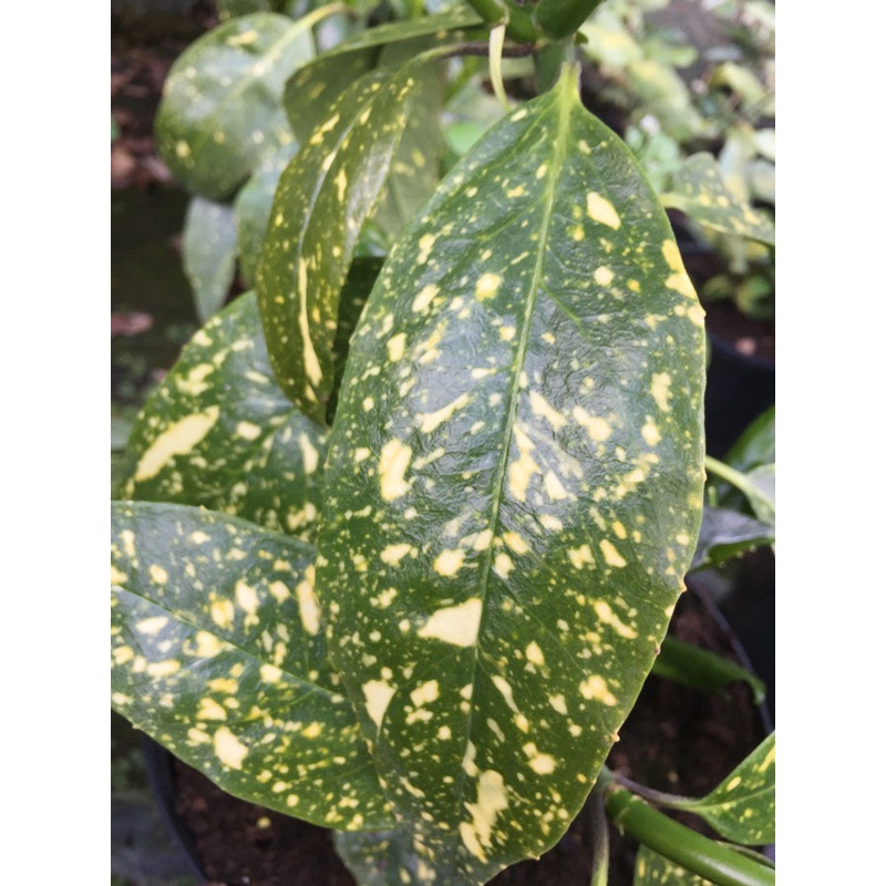 Aucuba Crotonifolia – AGM|9CM|2 Litre