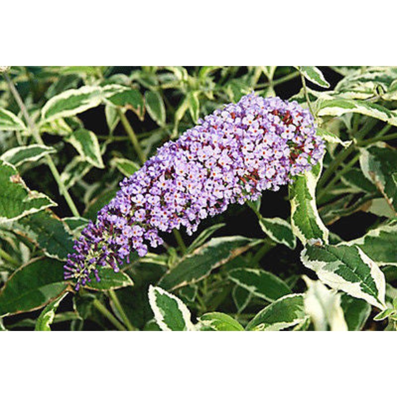 Buddleja (Buddleia) davidii Florence