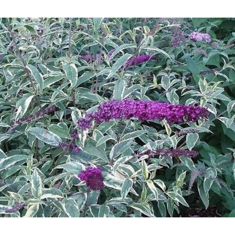 Buddleja (Buddleia) davidii Harlequin (Butterfly Bush)