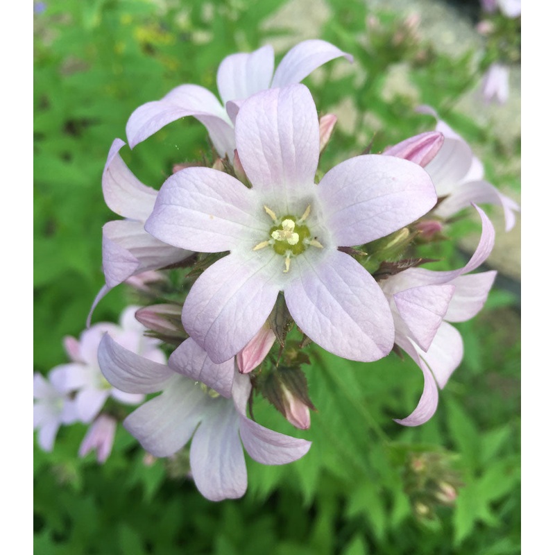 Campanula lactiflora Loddon Anna – AGM