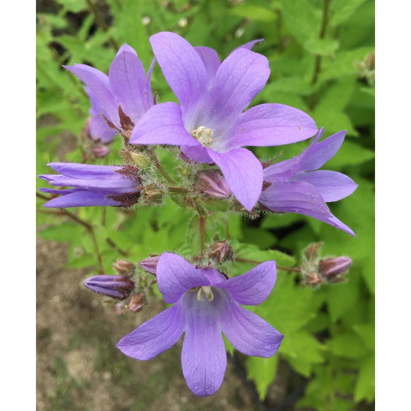 Campanula lactiflora Pritchards Variety – AGM