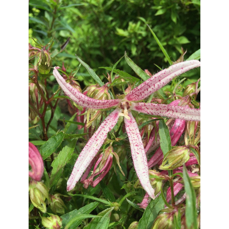 Campanula Pink Octopus|9cm|2 Litre