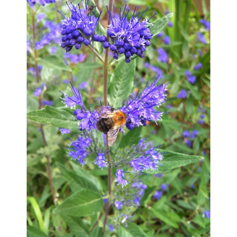 Caryopteris x cland. Arthur Simmonds – AGM