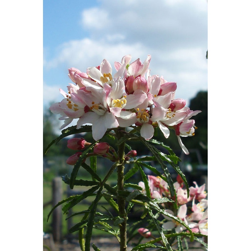 Choisya  dewitteana Apple Blossom