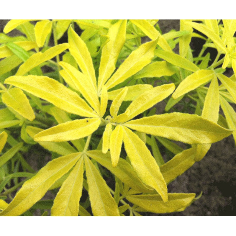 Choisya x dewitteana Goldfingers