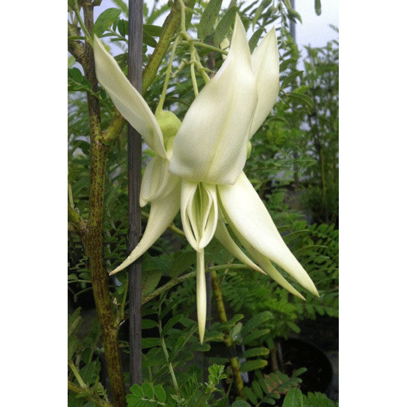 Clianthus puniceus Albus – AGM