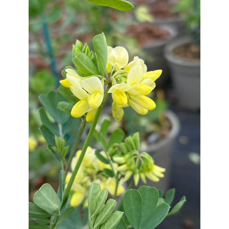 Coronilla valentina subsp. glauca Citrina AGM