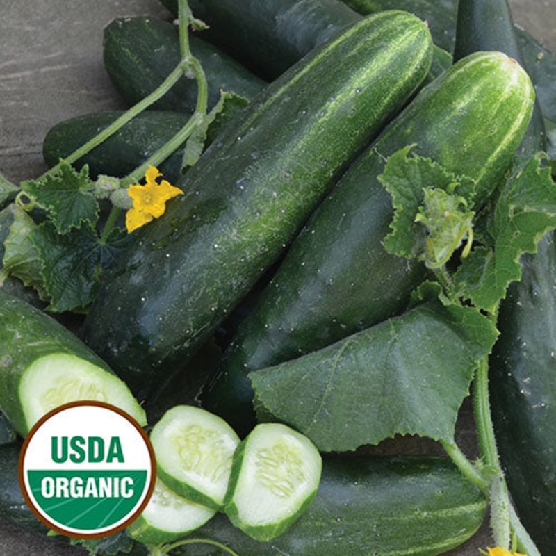 Cucumber, Japanese Climbing Organic Seeds