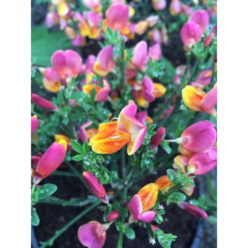 Cytisus  boskoopii La Coquette