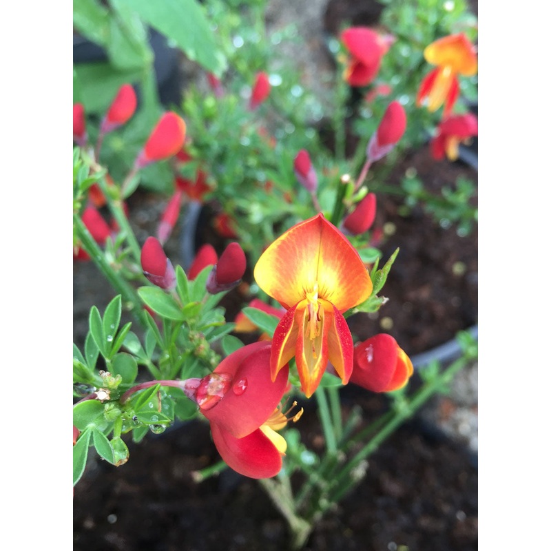 Cytisus Lena – AGM