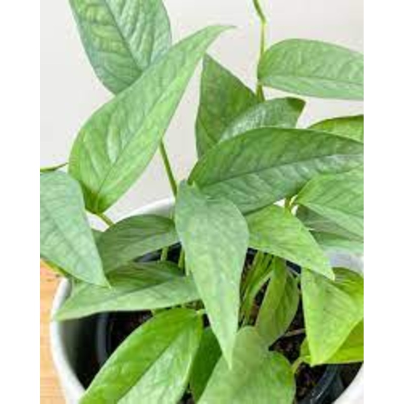 Epipremnum pinnatum ‘Cebu Blue Pothos’