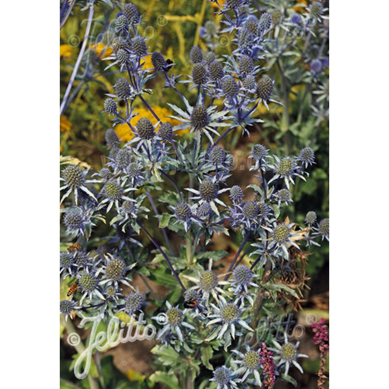 Eryngium Blue Glitter|9cm|2 Litre