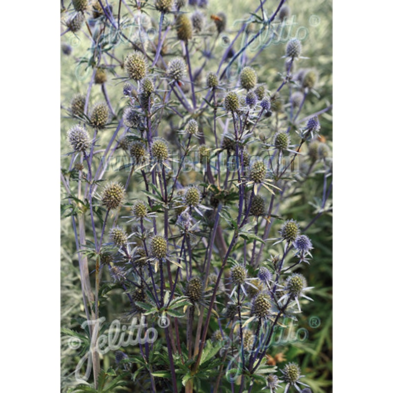 Eryngium planum
