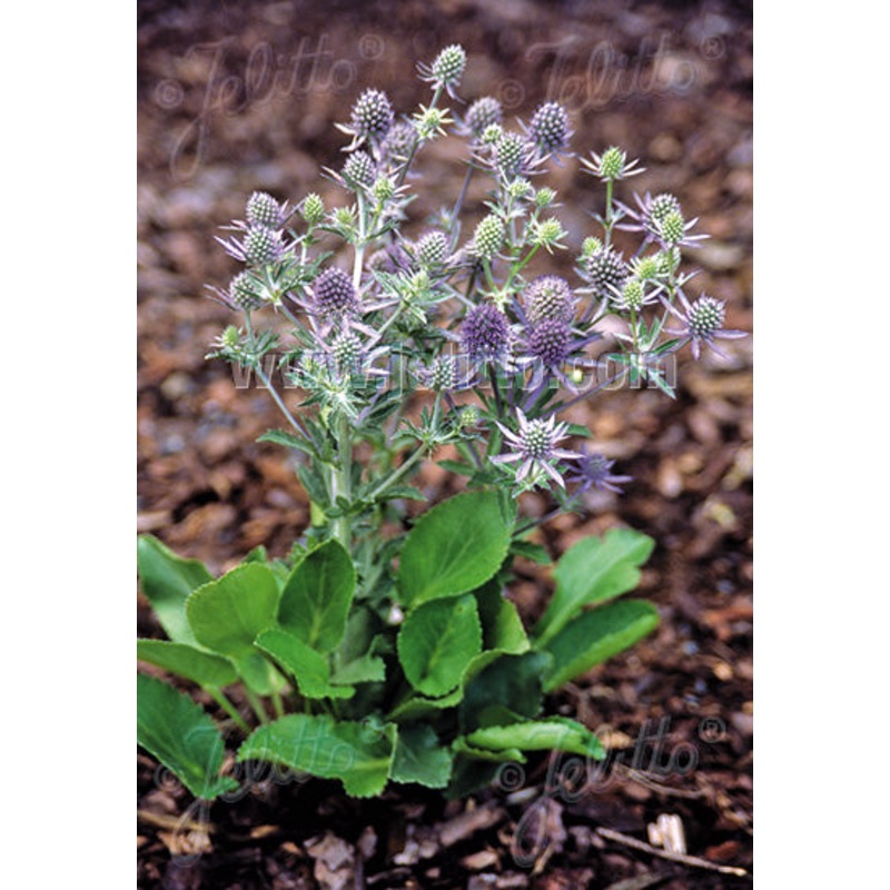 Eryngium planum Blue Hobbit