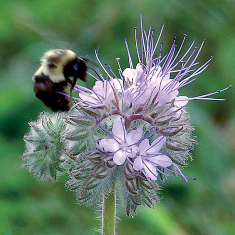 Flower, Bees Friend Seeds
