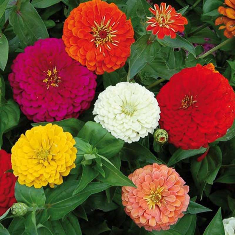 Flower, Benarys Giant Zinnia Seeds