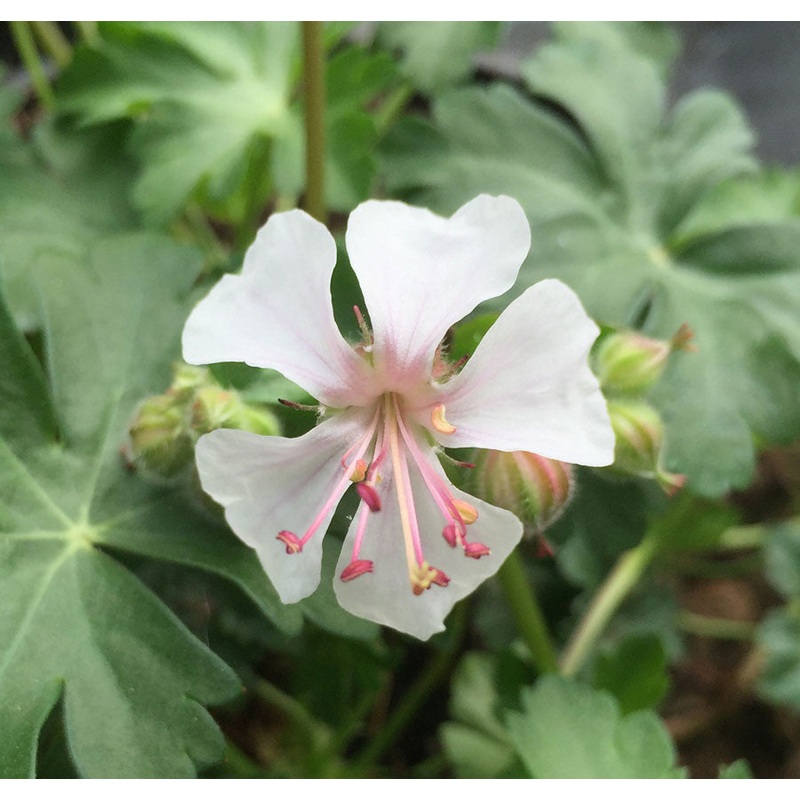 Geranium cantabrigiense ‘Biokovo’