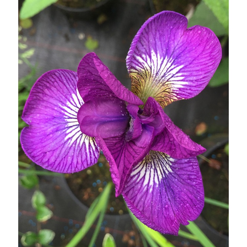 Iris sibirica Ewen|9CM|2 LITRE