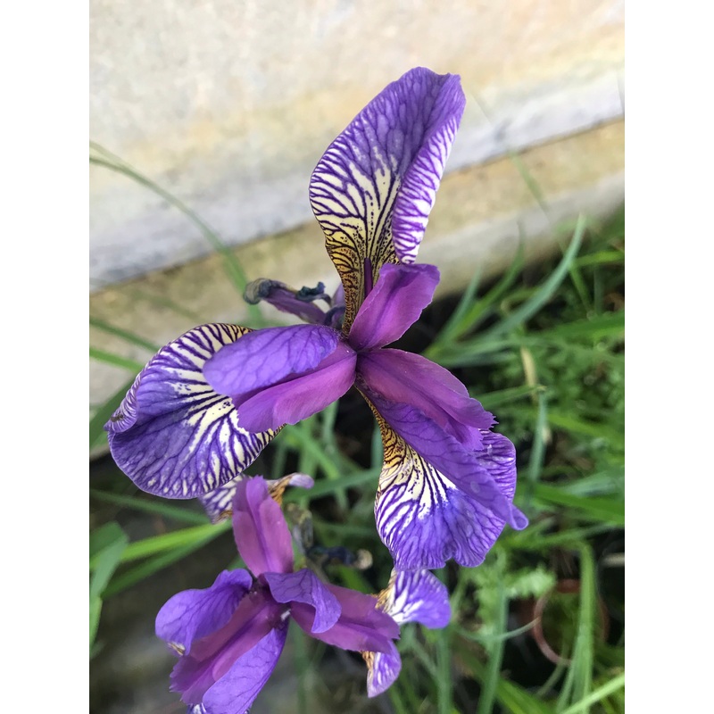 Iris sibirica Soft Blue – AGM|9CM|2 LITRE